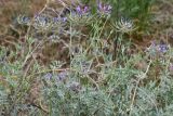 Astragalus arbuscula