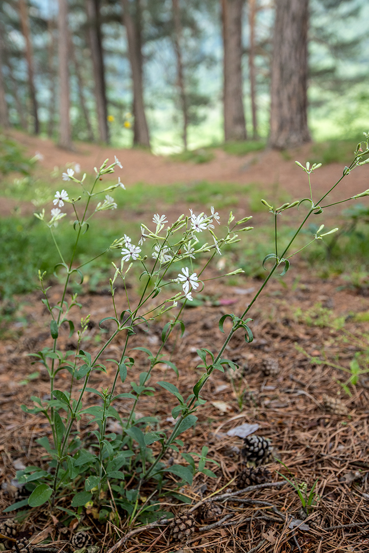 Изображение особи Silene italica.