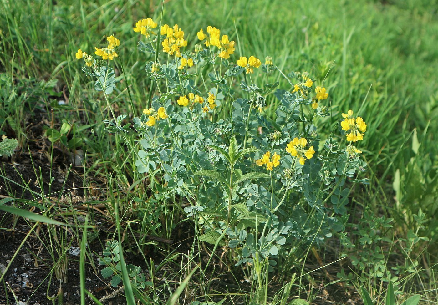 Image of Coronilla coronata specimen.