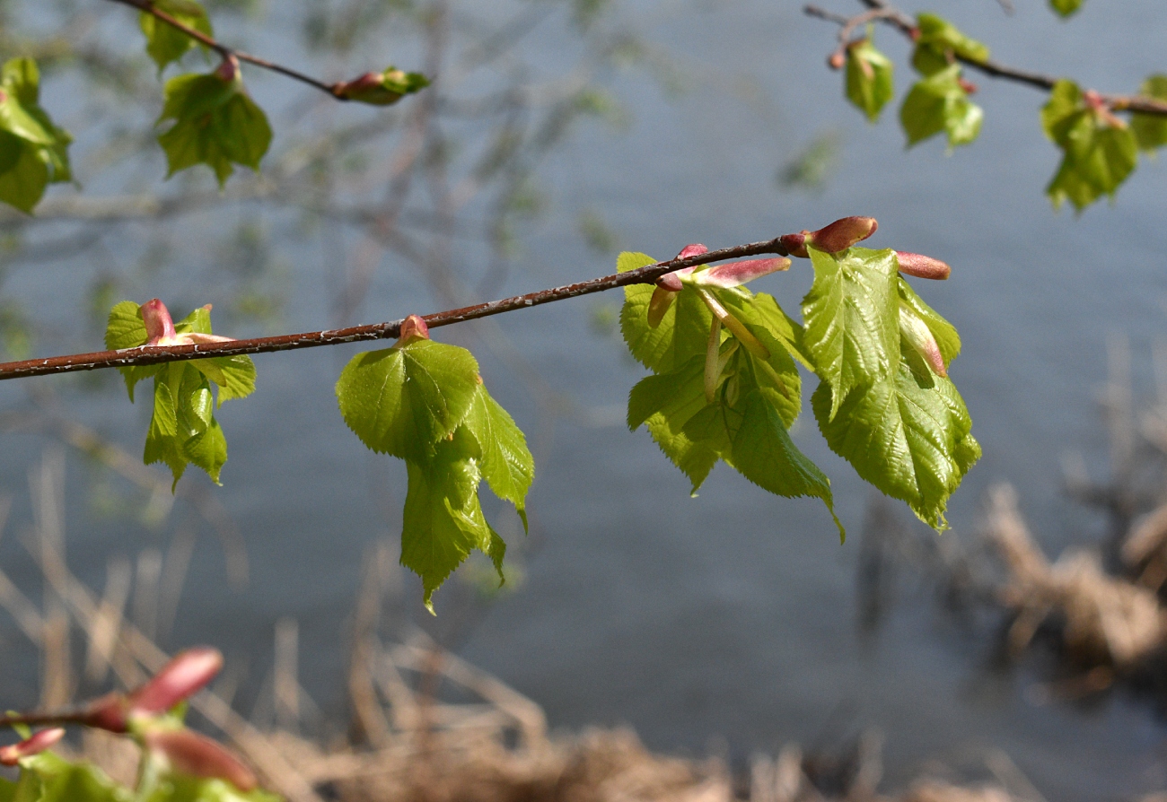 Image of Tilia cordata specimen.