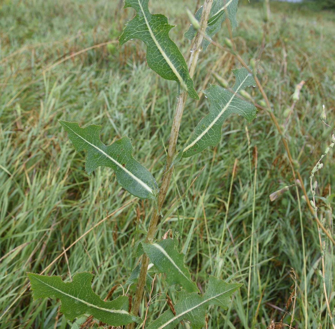 Изображение особи Lactuca serriola.