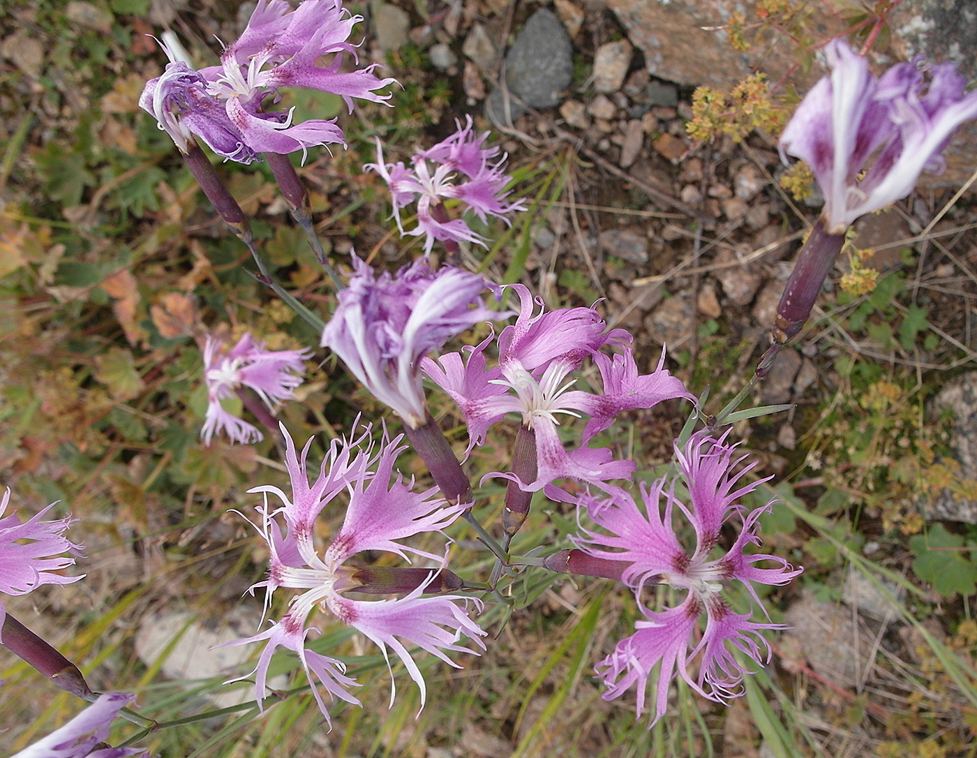 Изображение особи Dianthus superbus.