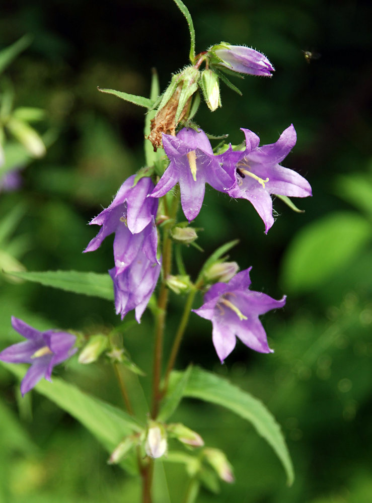 Изображение особи Campanula trachelium.