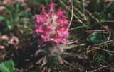 Pedicularis pallasii. Цветущее растение. Сахалинская обл., Северокурильский р-н, о-в Парамушир. 07.2002.