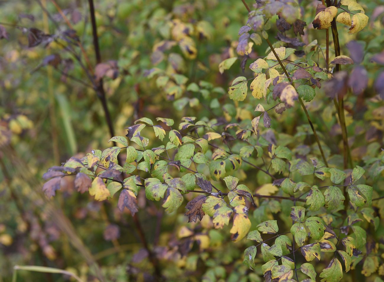 Image of Thalictrum minus specimen.