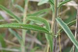 Veronica spicata. Фрагмент стебля и часть листа. Липецкая обл., Данковский р-н, 150 м от Камня Кудеяра, правый берег р. Дон, степь. 2 августа 2024 г.