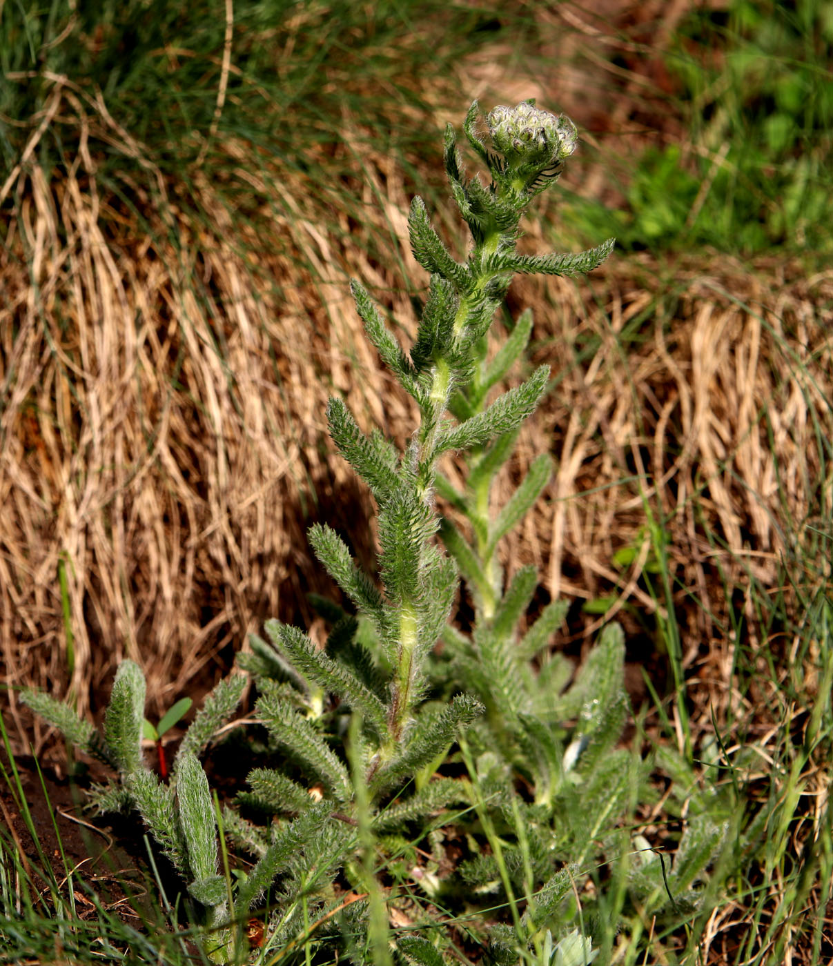 Изображение особи Achillea tomentosa.