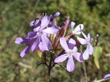 Saponaria officinalis. Соцветие. Испания, автономное сообщество Каталония, провинция Жирона, комарка Рипольес, муниципалитет Мольо, окр. перевала Коль-де-Арес (1513 м н.у.м), склон северной экспозиции, обочина дороги. 15.09.2024.