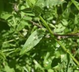 familia Brassicaceae. Часть побега. Чечня, Шаройский р-н, долина р. Цесиахк, рядом с домом Мансура, выс. ок. 1500 м н.у.м. заросшая протока реки. 27 июня 2024 г.