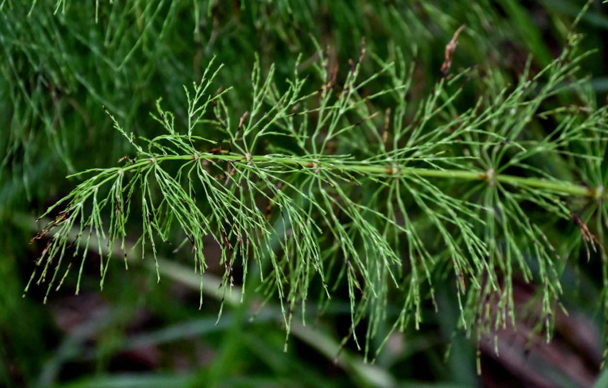 Image of Equisetum sylvaticum specimen.