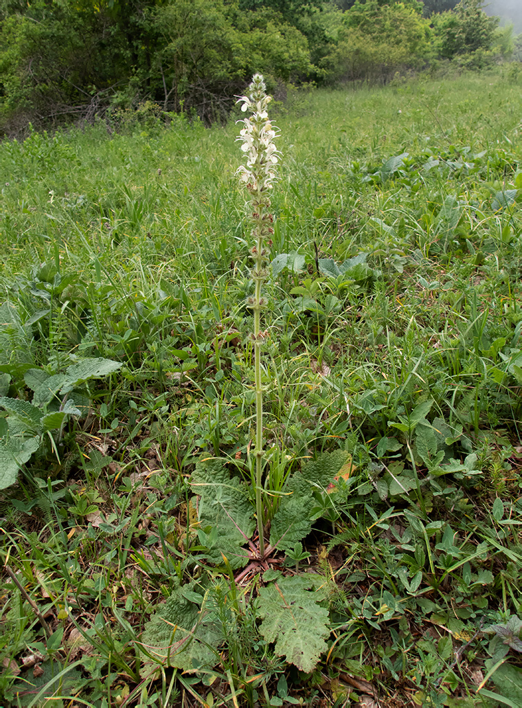 Image of Salvia austriaca specimen.