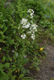 Hesperis voronovii