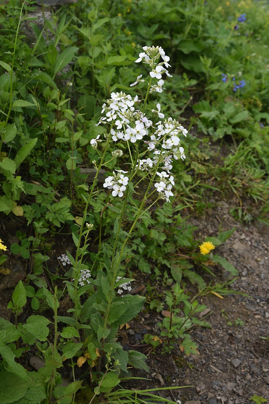 Image of Hesperis voronovii specimen.