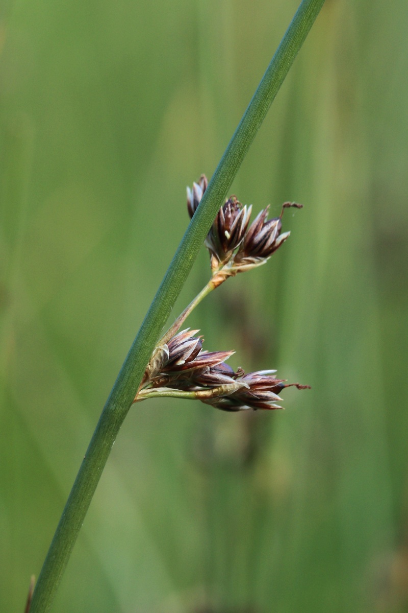 Изображение особи Juncus &times; inundatus.