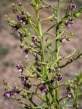 Scrophularia bicolor