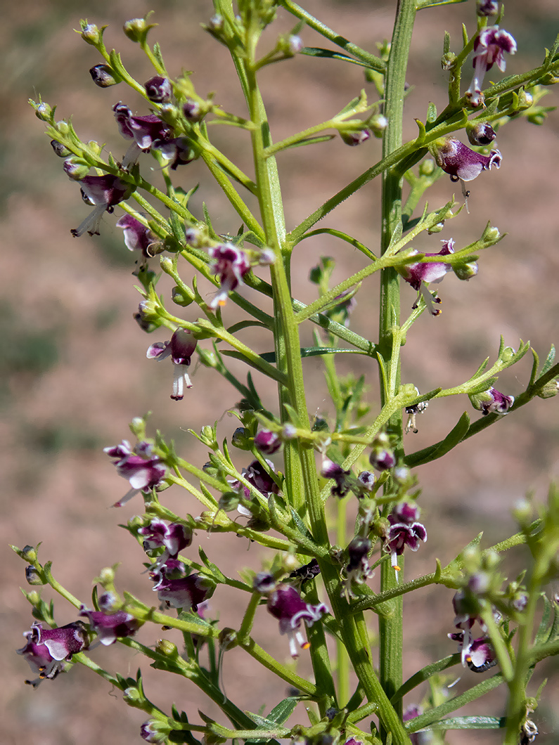 Изображение особи Scrophularia bicolor.