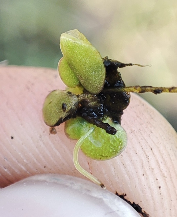 Image of Lemna gibba specimen.
