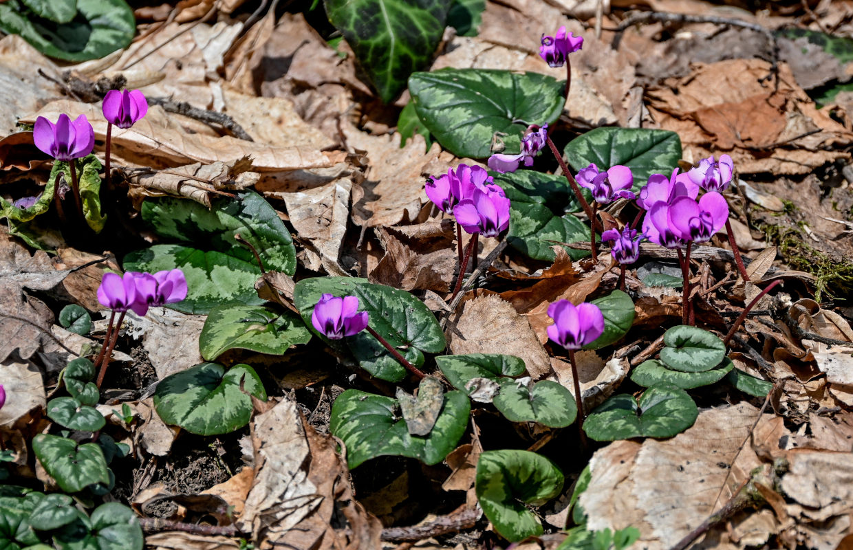 Image of Cyclamen coum specimen.