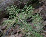 Abies sibirica