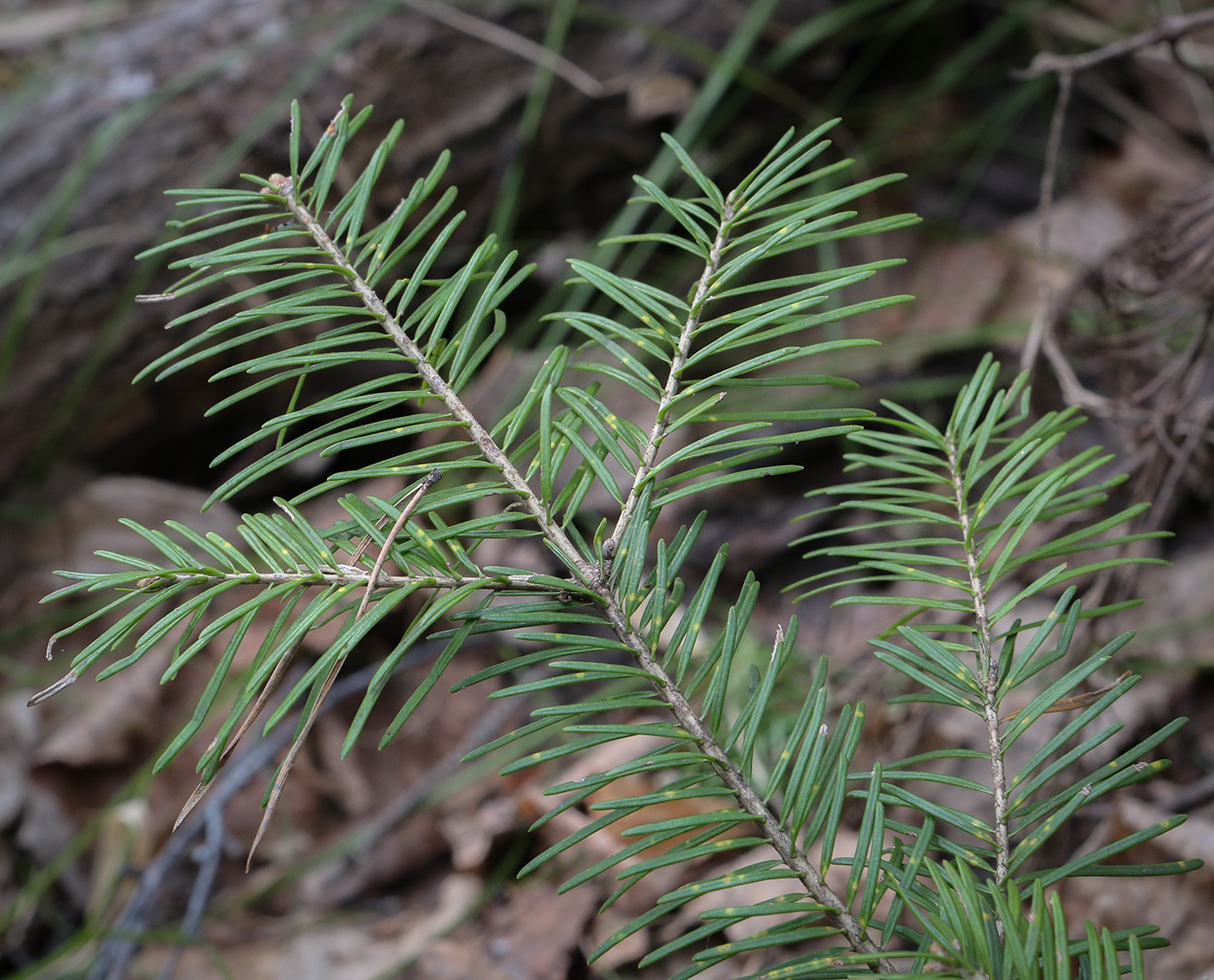 Изображение особи Abies sibirica.