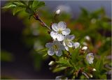 Смотреть изображение Cerasus avium