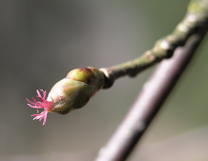 Image of Corylus avellana specimen.