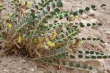 View full-size image genus Astragalus