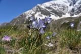 View full-size image Campanula ciliata
