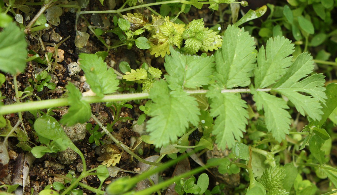 Image of Erodium moschatum specimen.