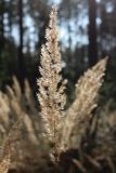 View full-size image Calamagrostis epigeios