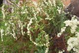 View full-size image genus Spiraea
