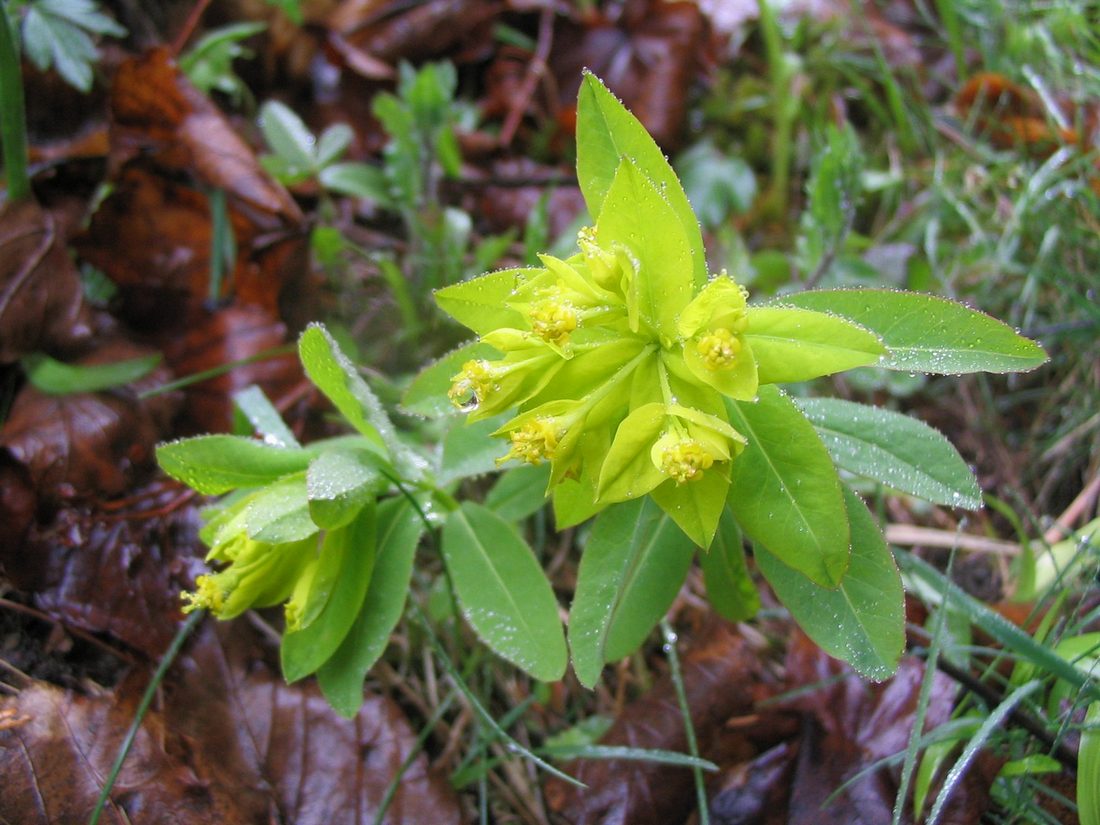 Image of genus Euphorbia specimen.