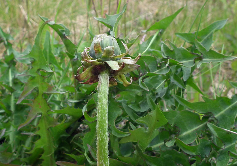 Image of genus Taraxacum specimen.