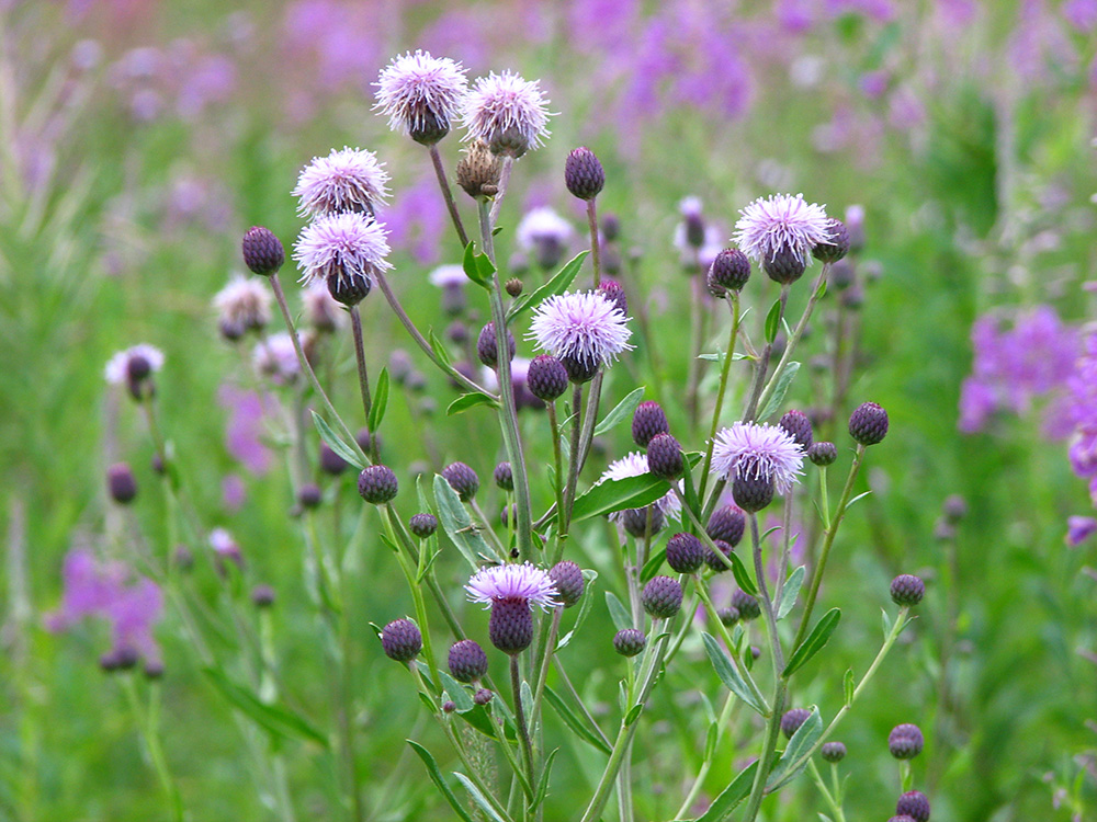 Изображение особи Cirsium arvense.