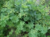 genus Alchemilla. Куртина цветущих растений. Кольский полуостров, Восточный Мурман, Дальние Зеленцы, высокий берег в куту бухты Оскара. 13.07.2011.