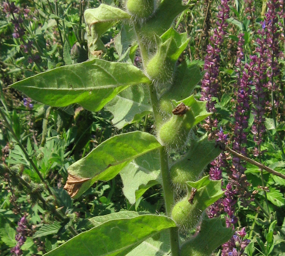 Изображение особи Hyoscyamus niger.