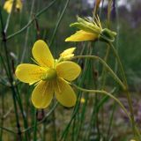 Saxifraga hirculus