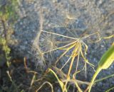 Tragopogon orientalis