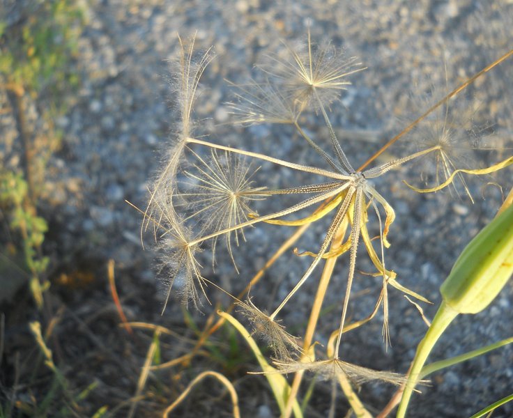 Изображение особи Tragopogon orientalis.