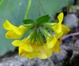 Lotus corniculatus. Соцветие. Украина, Ивано-Франковская обл., Надворнянский р-н, окрестности усадьбы Горганского лесничества природного заповедника \"Горганы\", у ручья. 20 июня 2011 г.