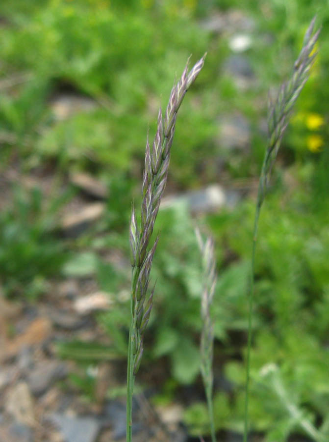 Image of Festuca brunnescens specimen.