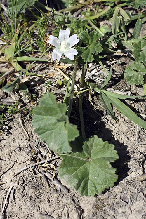 Изображение особи Malva neglecta.