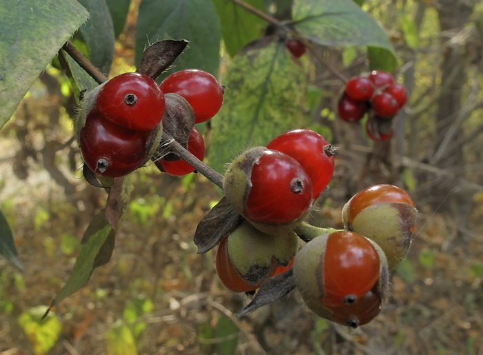 Image of Lonicera ferdinandi specimen.