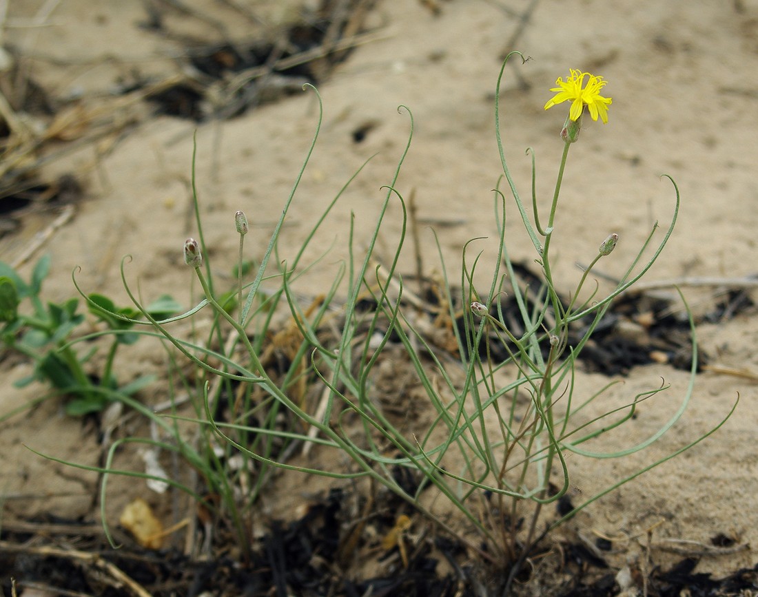 Image of Takhtajaniantha pusilla specimen.