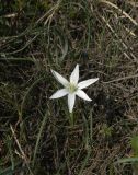 Ornithogalum navaschinii