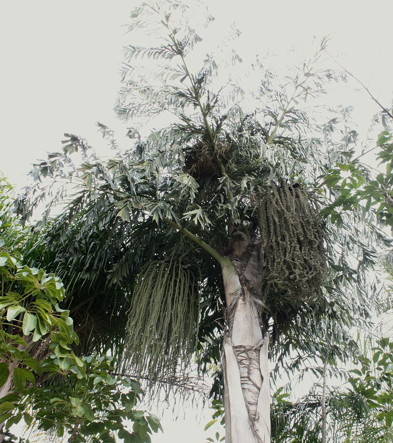 Image of Caryota mitis specimen.