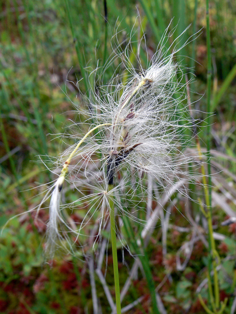 Image of Eriophorum angustifolium specimen.