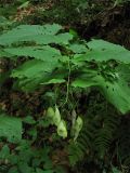 Lunaria rediviva. Верхушка плодоносящего растения. Украина, Закарпатская обл., Раховский р-н, окр. села Квасы, 900 м н.у.м., на прогалине в смешанном лесу. 28 августа 2008 г.