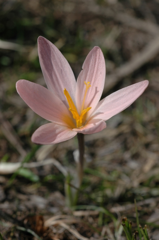 Image of Crocus alatavicus specimen.