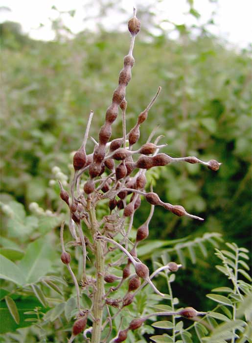 Изображение особи Pseudosophora alopecuroides.